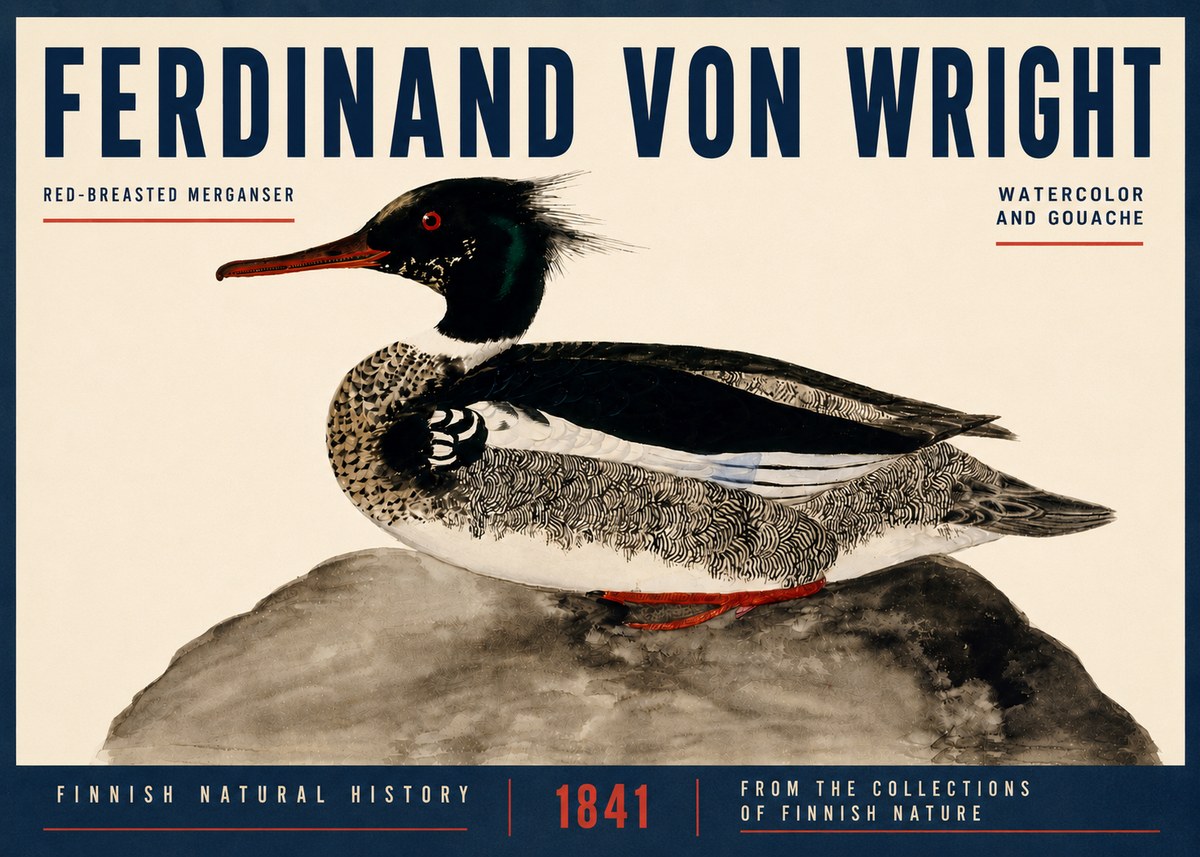 Ferdinand von Wright Red-breasted Merganser No4 - Plakat