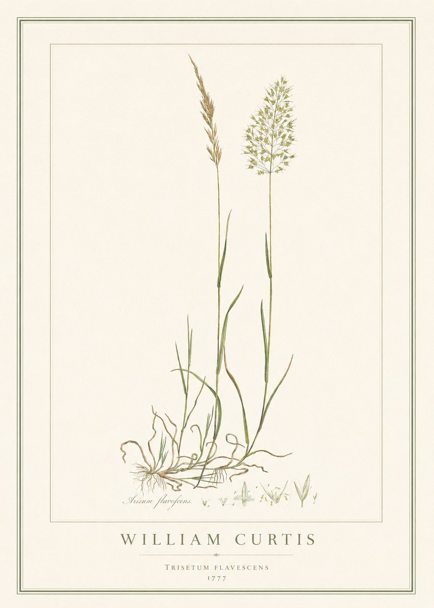 William Curtis Trisetum Flavescens III No1 - Plakat