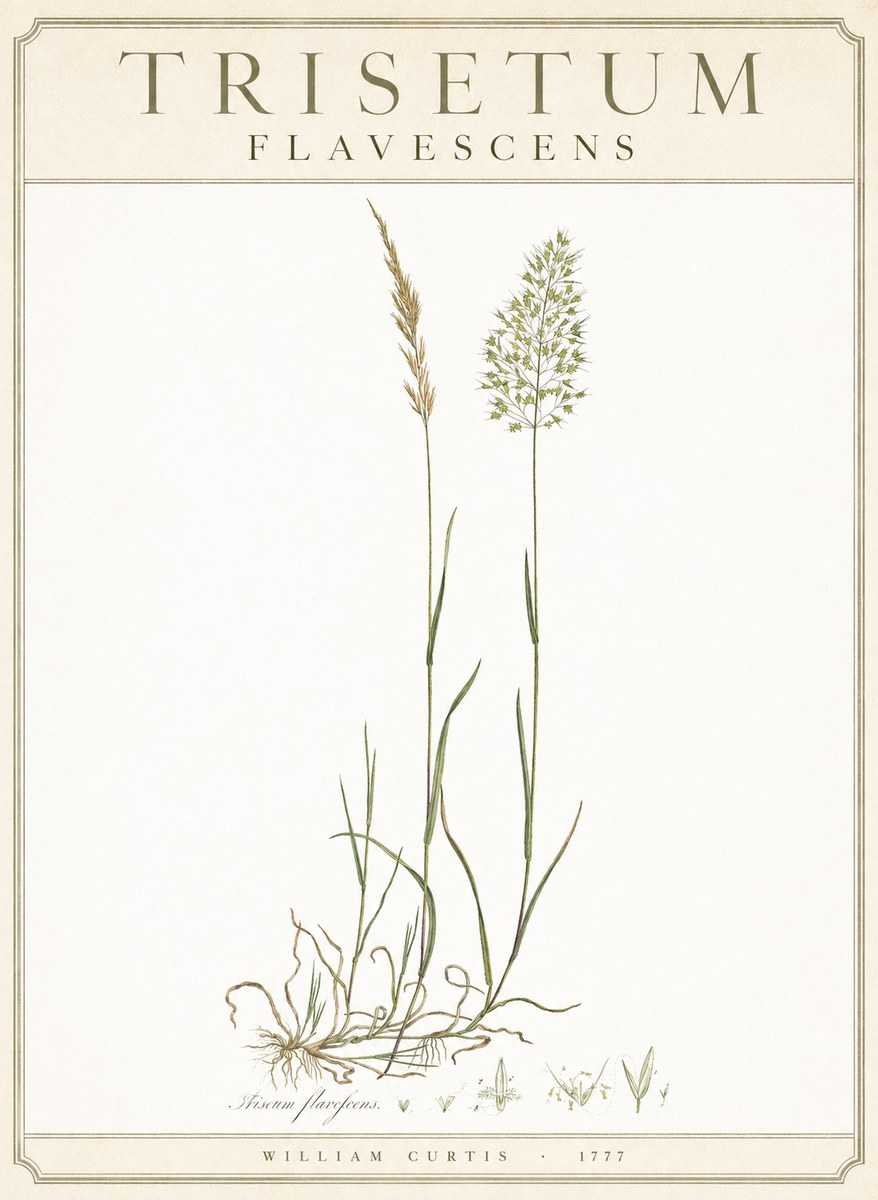 William Curtis Trisetum Flavescens III No3 - Plakat