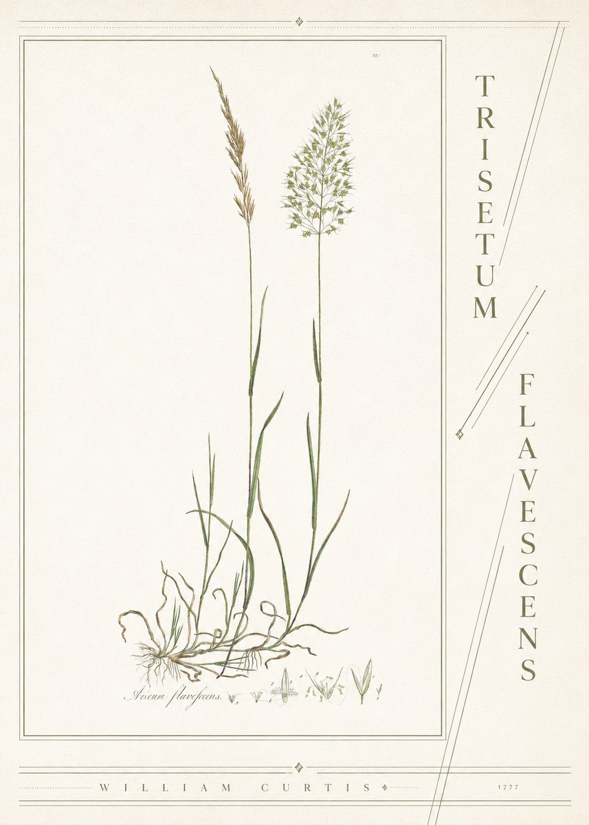 William Curtis Trisetum Flavescens III No4 - Plakat