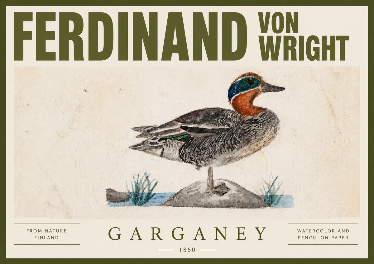 Ferdinand von Wright Garganey No4 - Plakat