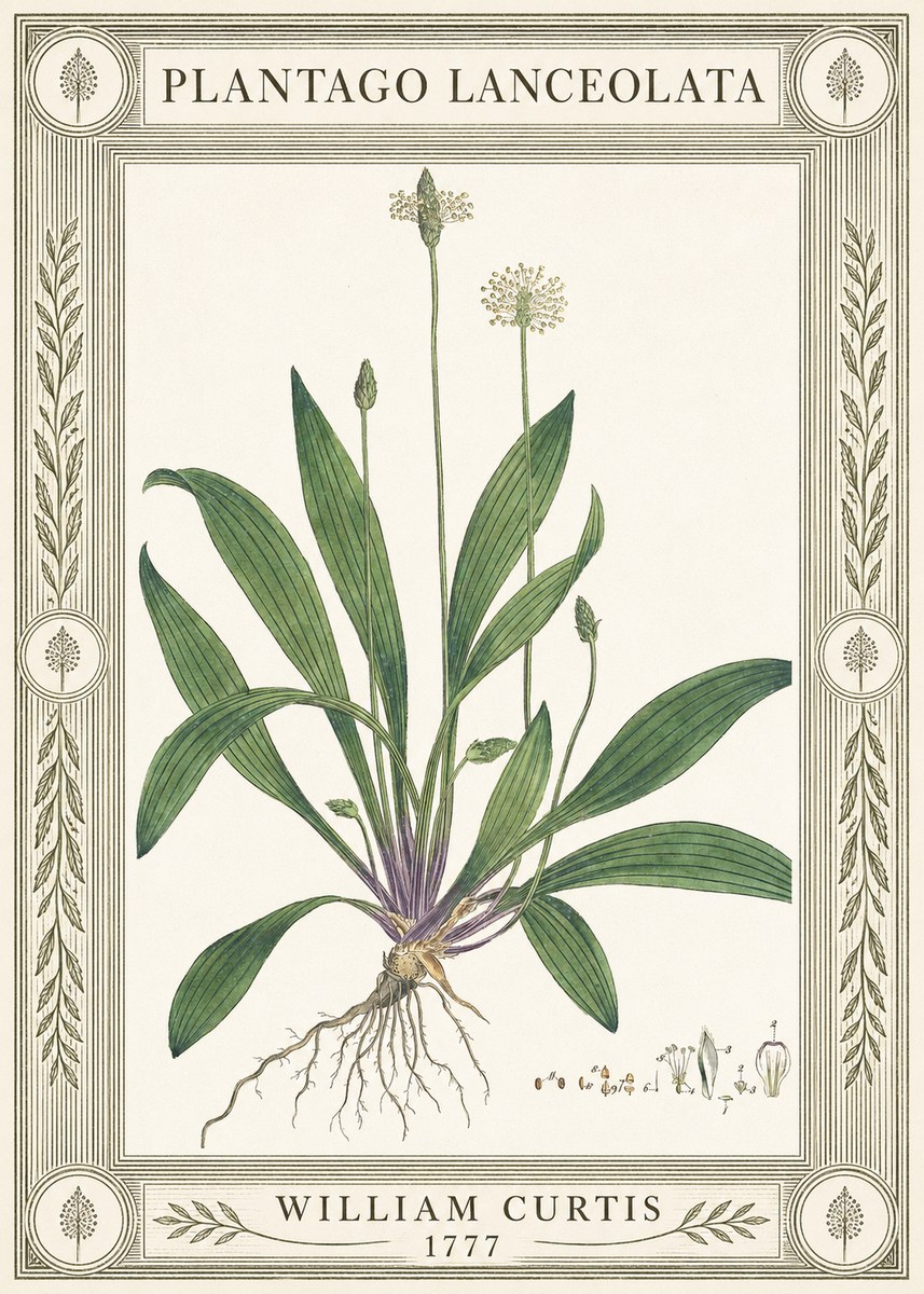William Curtis Plantago Lanceolata IV No4 - Plakat