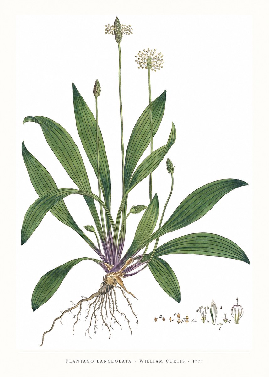 William Curtis Plantago Lanceolata IV No6 - Plakat