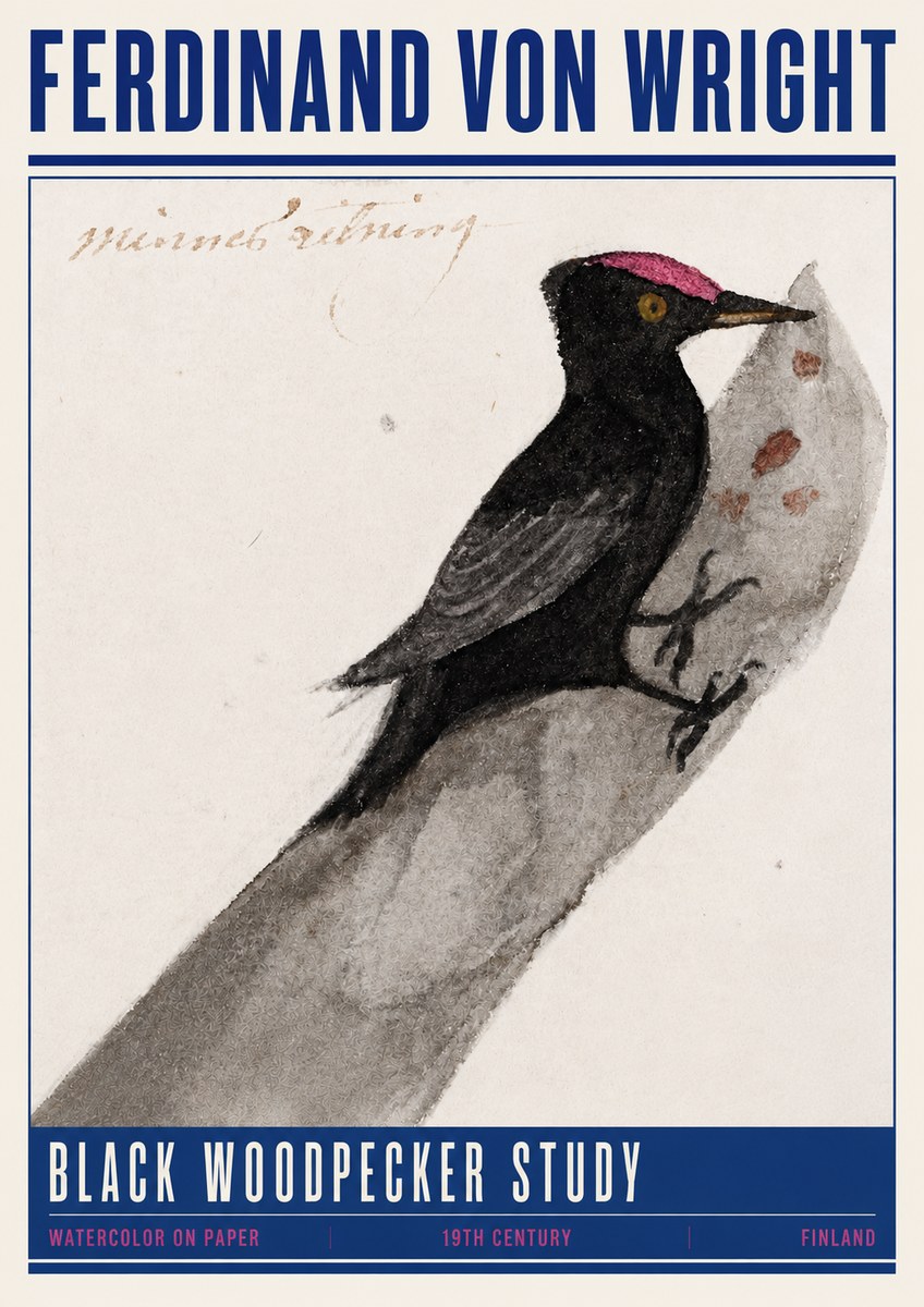 Ferdinand von Wright Black Woodpecker Study No4 - Plakat