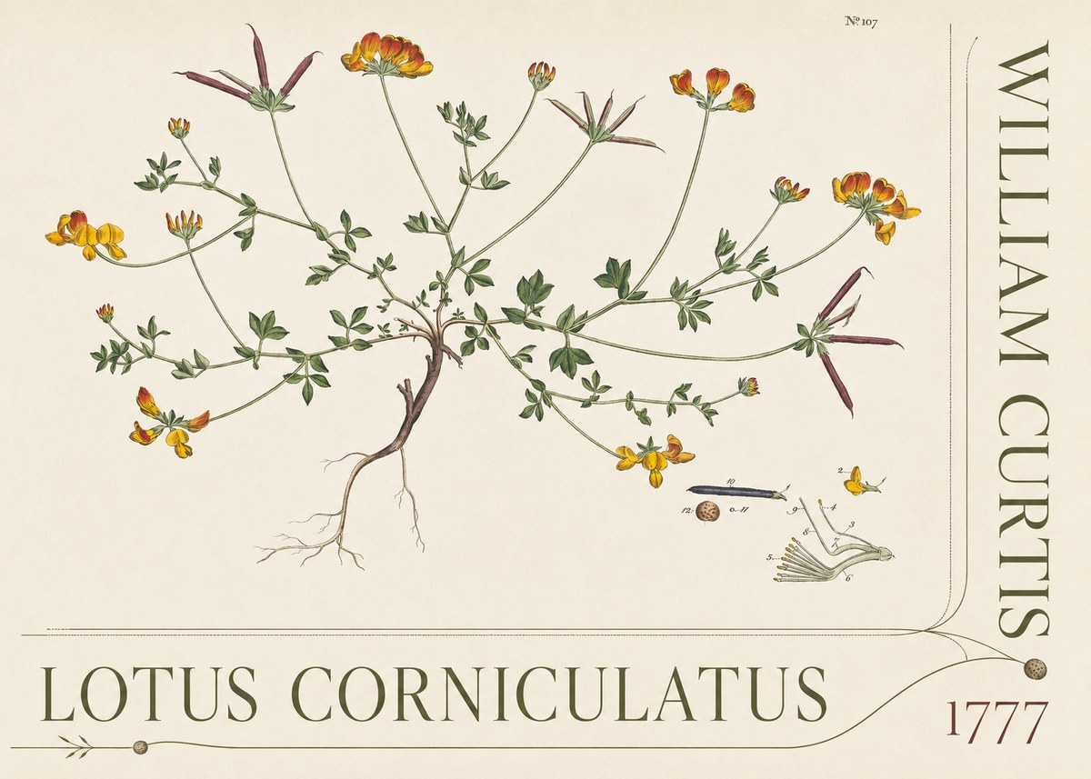William Curtis Lotus Corniculatus III No5 - Plakat