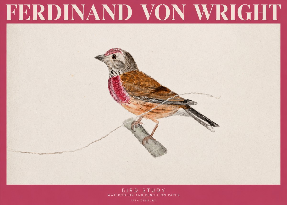 Ferdinand von Wright Bird Study No2 - Plakat
